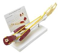 Upper Limb Bone Anatomy Model, Arm Bone Band Muscle Nerve Ligament Model, Human Elbow Joint Anatomy Model, for Scientific Research and Medical Learning Teaching Aids