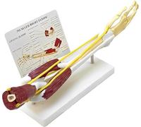 Upper Limb Bone Anatomy Model, Human Arm Anatomy Model Elbow Joint, Arm Bone Ligament Model, Attached Muscle Nerve, 1:1 Life Size, for Research and Medical Learning Teaching Aids