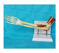 Upper Limb Muscle Arm Model, 1:1 Arm Bone Band Muscle Nerve Ligament Model, Anatomical Upper Limb Muscle Arm Educational