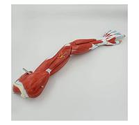 Upper Limb Muscle Model Human Muscle Model Shoulder Anatomy Model Muscular Hand Model 7 Pieces Life Size
