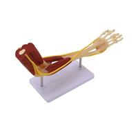 Upper Limb Skeleton Muscle Nerves Model Human Arm Anatomy Model Showing Bone Muscles Nerves for Teaching Learning Study Clinical Teaching Arm