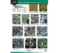 Urban Lichens (1) On Trees and Wood: Pt. 1 (WildID)
