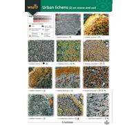 Urban Lichens (2) On Stone and Soil: Pt. 2 (WildID)