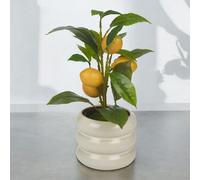 Urbn-Living Urbnliving 39Cm Height Artificial Citrus Lemon Fruit Tree & Ceramic Tube Design Cream Gloss Flower Pot