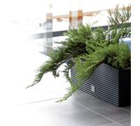 Urbn-Living Urbnliving 77Cm Width 72L Anthracite Tall Rectangle Rato Case Medium Rattan Flower Pot Planter