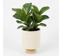URBNLIVING Modern Ribbed Ceramic Planter with Wooden Stand | Decorative Indoor Flower Pot for Home & Office Plants | White Minimalist Plant Pot (White)