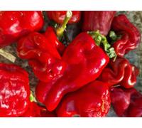 Urfa Biber Chilli Seeds - 10 Fresh Seeds