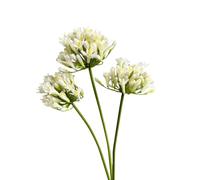 Urier 3 Pieces Large Artificial African Agapanthus,Long Stem Artificial Flowers for Tall Vase,Silk Plants for Home Decor Indoor, Silk Flowers for Wedding Bouquet Office Party Decor (White, 26")