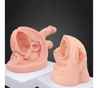 Urinary Catheterization Anatomical Model for Nursing Training with Anatomical Markers - Genital Anatomy Model for Male and Female Catheterization Techniques