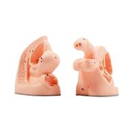Urinary Catheterization Model, Male and Female Anatomy Set for Clinical Teaching, Practical Training with Catheter Mold