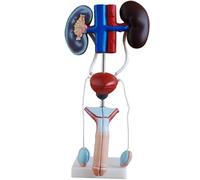 Urinary System Model for Education, Includes Kidneys, Adrenal Glands, Ureters & Bladder for Studying Organ Function and Anatomy, Anatomical Educational Tool