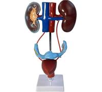 Urinary System Model for Education, Includes Kidneys, Adrenal Glands, Ureters & Bladder for Studying Organ Function and Anatomy, Anatomical Educational Tool
