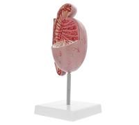 USHOBE Anatomical Model with Unique Design and Excellent Experience Pvc for Teaching and Display Reproductive Dissection Prop Male Human Anatomy Organs Model