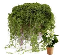 USMOLA Fake Moss for Potted Plants Indoor, 7OZ Green Moss for Crafts - Realistic Faux Moss Decor for DIY, Terrariums, Fairy Gardens & Table Centerpieces - Craft Moss for Home Decor (Natural Green)
