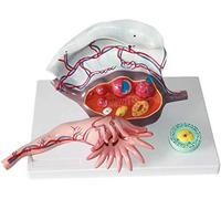 Uterine Anatomy Model - 3 Parts Female Ovaries Anatomy Model Genitourinary System Anatomical Model - for Gynecology Training Aid