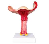 Uterus Model Reproductive System Female Uterus Ovary Anatomical Model Pvc Ovary Magnification Medical Teaching for School Medical Lab Equipment