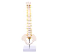 UTHCLO 45cm Pvc Spinal Model with Detailed Anatomical Display and Washable Surface Human Spine Anatomy Model for Education and Practice White Tailbone