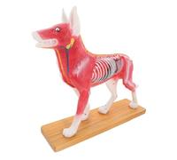 UTHCLO Dog Body Acupuncture Model Canine Anatomy Teaching Tool for Veterinary Students Medical School Training with Detailed Acupuncture Points Display