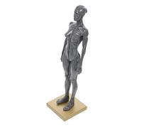 UTHCLO Female Human Muscle Structure Model for Art Drawing Portable Anatomical Figure with Detailed Muscles and Tendons Educational Sculpture for Anatomy Study and Teaching Random Color