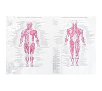 UTHCLO Human Anatomy Poster Skeleton Poster Cloth Material 40x60cm White Typesetting Artistic Style Teaching Gift for Daily House Decor