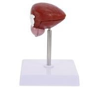 UTHCLO Human Bladder Anatomical Model Teaching Aid with 2 Parts, Plastic Portable Bladder Model for Physiology and Anatomy Classes, Lifelike Appearance Suitable for School Demonstrations