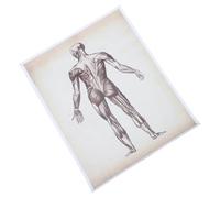 UTHCLO Human Skeletal Anatomy Poster 40x50cm, Muscle and Bone System Anatomical Hanging Wall Art for Living Room Bedroom Study, Educational Decorative Chart