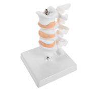 UTHCLO Human Spine Model 6.3 Inch Pvc Anatomy Visualization with Stand for Student Learning and Study Display Educational Tool for Human Lumbar Spine
