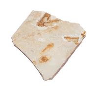 UTHCLO Paleontology Fish Specimen Ornament Smooth Surface Educational Science Sample for Student Teaching and Laboratory Supplies Decorative Collectible Without Stand