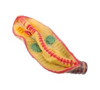 UTHCLO Realistic Animal Dissection Model for Classroom Instruction, Plastic Enlarged Biology Lab Teaching Tool Educational Resources for Student Experiment Model and Comprehensive