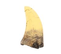 UTHCLO Realistic Resin Simulated Dinosaur Tooth Sculpture with Precise Craftsmanship and Wear-resistant Finish, Fake Dinosaur Tooth Collectible for Dino Party Favour Or Event Decoration