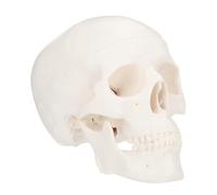 UTHCLO Skull Anatomical Model Plastic Skull Head Medical Teaching Tool Lightweight Compact Art Sculpture for Anatomy Students and Artists