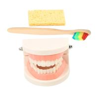 UTHCLO Standard Denture Teeth Brushing Teaching Model for Reusable Prop with Wooden Toothbrush Vivid Design for Early Education and Oral Health Habits Development Random Color