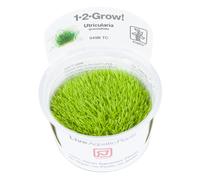 Tropica Utricularia graminifolia Live Aquarium Plant - In Vitro Tissue Culture 1-2-Grow! by Tropica