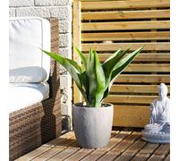 UV 57cm Agave in grey pot Scottish Everlastings Ltd Green One Size