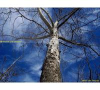 UV (Haze) 1A Multicoated | Multithreaded Glass Filter (49mm) For Sony SLT-A77