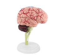Uxsiya Disassembled Human Brain Model, Colorful Painting Plastic Highly Simulated Easy To Carry Anatomical Brain Model Human Brain with White Base for Medical Training