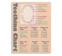 UYCUODLUY Teeth Coming in and Falling Out Schedule Educational Anatomy Chart Poster for Nursery or Kindergarten Room(Framed,08x12inch(20x30cm))
