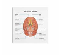 UYCUODLUY The 12 Cranial Nerves Anatomy Reference Canvas Print Poster Wall Decor for Classroom Physical Therapist Office Home Art(Framed,08x12inch(20x30cm))