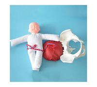 Uziqueif Midwifery Training Model Female Pelvis Model Childbirth, Birth Demonstration Set Includes Models of Female Pelvis and baby Model and Detachable Placenta Umbilical Cord