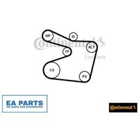 V-Ribbed Belt Set for BMW E34 CONTINENTAL CTAM 6PK1555K1