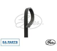 V-Ribbed Belts for VW BEETLE BORA CADDY CALIFORNIA T5 Camper GATES 6DPK1195