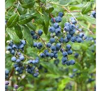 Vaccinium Corymbosum Colour Bells Blue Blueberry Plant Plug Plant