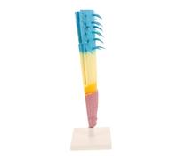 Vaguelly Corn Root Profile Model Longitudinal Plant Anatomy Teaching Tool for Biology Study Lightweight Corn Root System Demonstration for Classroom and Science Experiments