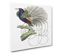 Vaillantian Paradise bird by George Shaw Canvas Print | Gallery Wrapped 30mm Frame Wall Art | 20x20 inches | Ready to Hang | Retro Animals Picture | Living Room Bedroom Lounge Office