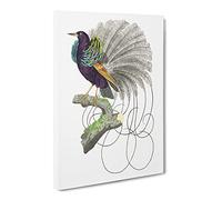Vaillantian Paradise Bird By George Shaw Canvas Print | Gallery Wrapped 30mm Frame Wall Art | 24x16 inches | Ready to Hang | Retro Animals Picture | Living Room Bedroom Lounge Office
