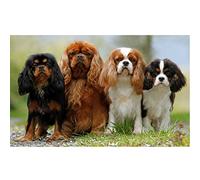 VAKUUM Diamond Painting Kits for Adults_Cavalier King Charles Spaniel Dog Diamond Painting_Crystal Rhinestone Embroidery Cross Stitch Craft Wall Art Pictures for Living Room Decoration40*40CMDR109