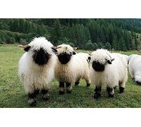 Valais Blacknose Sheep Novelty Metal Sign Home Man Cave Wall Decoration Nice Sign 6x8inch