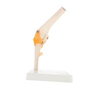 VALICLUD 1 PC Lifelike Elbow Joint Anatomical Model Full Skeleton for Teaching Patient Demonstration Human Anatomy Study Tool
