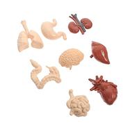 VALICLUD 1 Set Professional Human Internal Organs Model Realistic Anatomy Teaching Aid for Students for Physiology Schools and Training Institutions