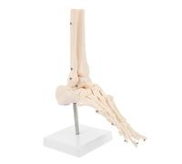 VALICLUD 1Pc Human Foot Joint Model Anatomical Skeleton Foot Bone Model Full Sized Foot Anatomy for Educational Use Realistic Poseable Design for Medical Scientific